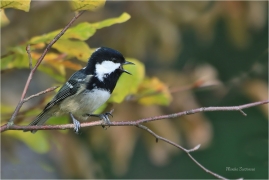 <p>SÝKORA UHELNÍČEK (Periparus ater) ---- /Coal tit - Tannenmeise/</p>